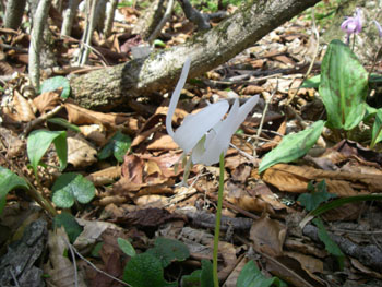 珍しい白いカタクリの花